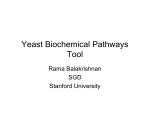 Yeast Biochemical Pathways Tool