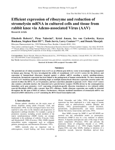 Efficient expression of ribozyme and reduction of stromelysin mRNA