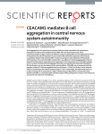 CEACAM1 mediates B cell aggregation in central