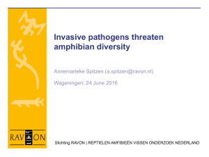 Invasive pathogens threaten amphibian diversity
