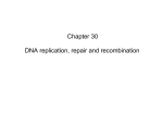 Chapter 30 DNA replication, repair and recombination