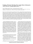 Probing Allosteric Binding Sites of the Maize