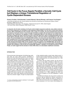 Cell Cycle in the Fucus Zygote Parallels a Somatic Cell