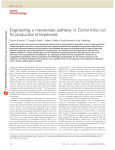 Engineering a mevalonate pathway in Escherichia coli for