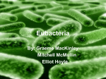 Eubacteria - hrsbstaff.ednet.ns.ca