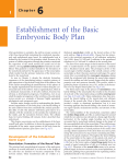 Establishment of the Basic Embryonic Body Plan