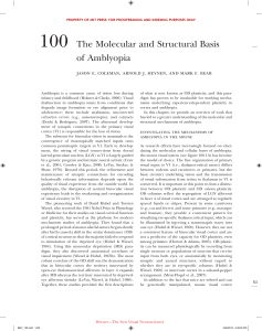 100 The Molecular and Structural Basis of Amblyopia