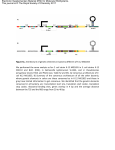 Figure S1. Architecture of genetic elements in bacteria different of K