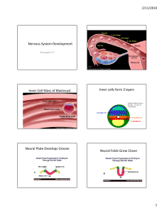 Nervous System Development Inner Cell Mass of Blastocyst Inner