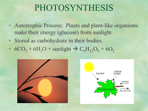 PHOTOSYNTHESIS - Northern Highlands
