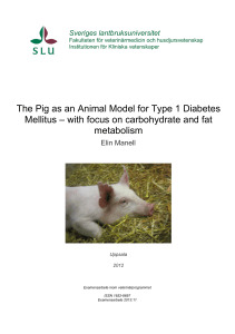 The Pig as an Animal Model for Type 1 Diabetes Mellitus