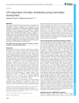 ATP-dependent chromatin remodeling during