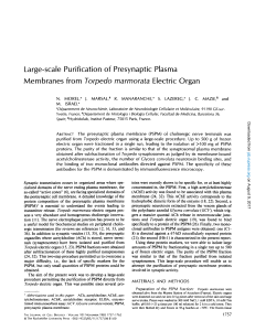 Large-scale Purification of Membranes from Torpedo Presynaptic
