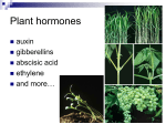 Plant Hormones - APBiology2010-2011
