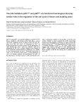 The Cdk inhibitors p25rum1 and p40SIC1 are functional