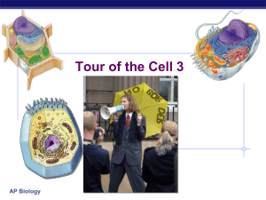 Ap Cell 3