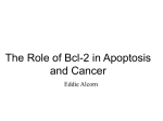 The Role of Bcl-2 in Apoptosis and Cancer