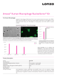 Optimized Protocol for Human Macrophages
