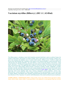 Vaccinium myrtillus (Bilberry) | (HE 1:1 | 42-85ml)