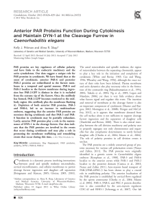 Anterior PAR proteins function during cytokinesis and