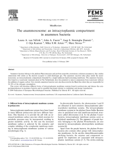 The anammoxosome: an intracytoplasmic compartment in anammox