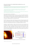 Nanoscale localisation of a Candida albicans peptide