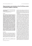 Oligomerization and activation of the FliI ATPase