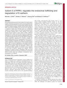 Isoform 5 of PIPKIc regulates the endosomal trafficking and