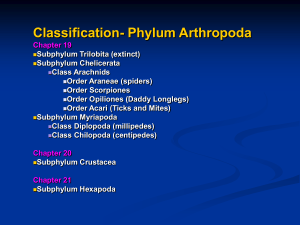 Subphylum Myriapoda Characteristics Myriapods