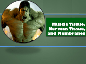 Muscle Tissue, Nervous Tissue, and Membranes