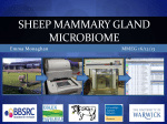 Sheep mammary gland microbiome