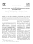 Drosophila windpipe codes for a leucine