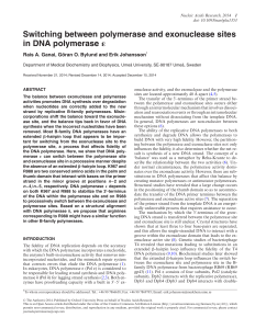 Switching between polymerase and exonuclease sites in DNA