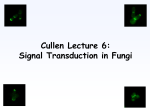Cullen Lecture 6: Signal Transduction in Fungi Filamentous Growth