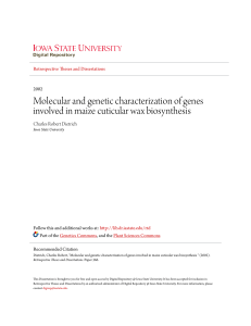 Molecular and genetic characterization of genes involved in maize