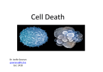 Cell Death