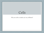 Cell Slide Show