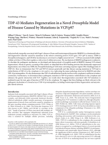 TDP-43 Mediates Degeneration in a NovelDrosophilaModel of