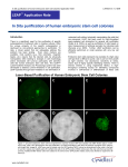 In Situ purification of human embryonic stem cell