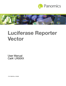 Luciferase Reporter Vector Protocol