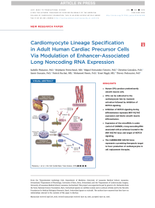 Cardiomyocyte Lineage Specification in€Adult Human Cardiac