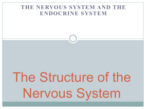 The Structure of the Nervous System