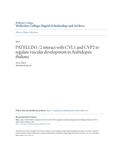 PATELLIN1/2 interact with CVL1 and CVP2 to regulate vascular