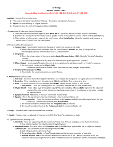 Nervous System Outline 1