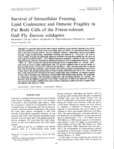 Fat Body Cells of the Frceze-tolerant