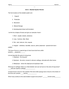 Unit 4 - Skeletal System Review