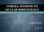 Cornea: Window to Ocular Immunology