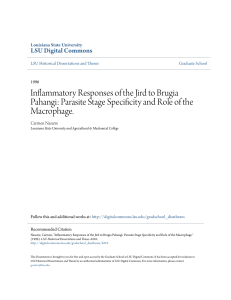 Inflammatory Responses of the Jird to Brugia Pahangi