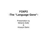 FoxP2