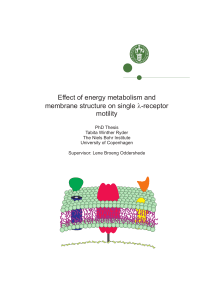 Effect of energy metabolism and membrane structure on single l